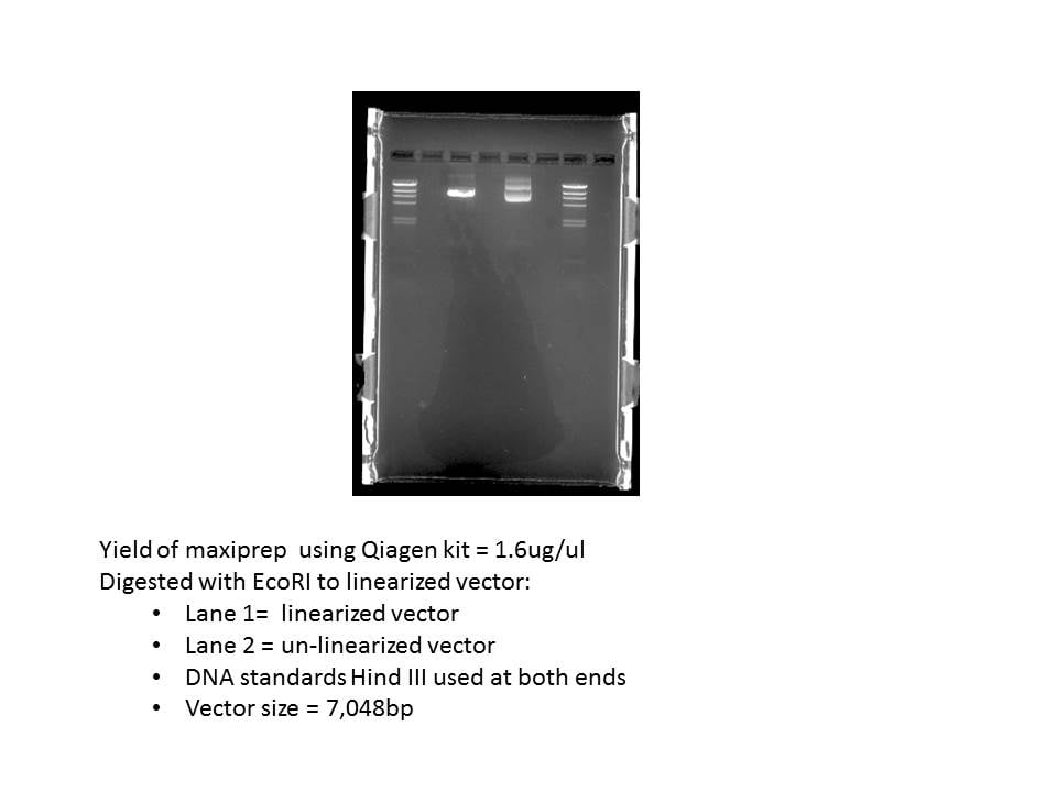 Qiagen Plasmid Maxi Kit Kit/Reagent Review